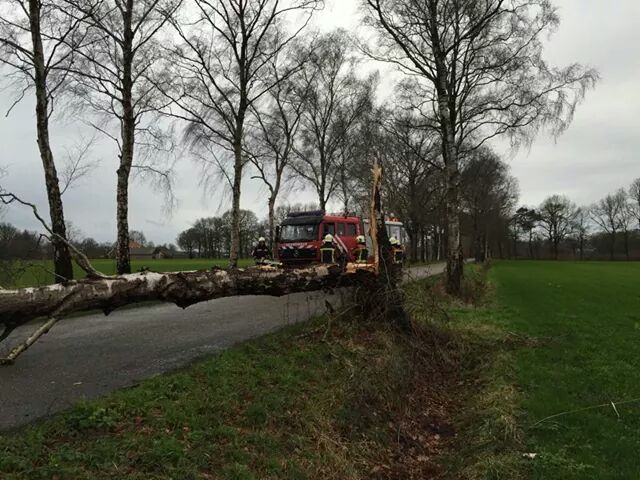 Boom over wegdek Verwoldseweg